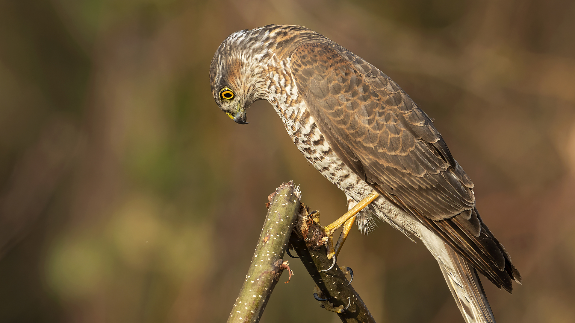 Eurasian Sparrowhawk